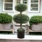 2.5ft Artificial Double Boxwood Topiary Tree - Lifelike Design, Potted in Black Planter, Ideal for Home, Office & Outdoor Decor - All-Season Use, Floral Home by Artificial Flowers